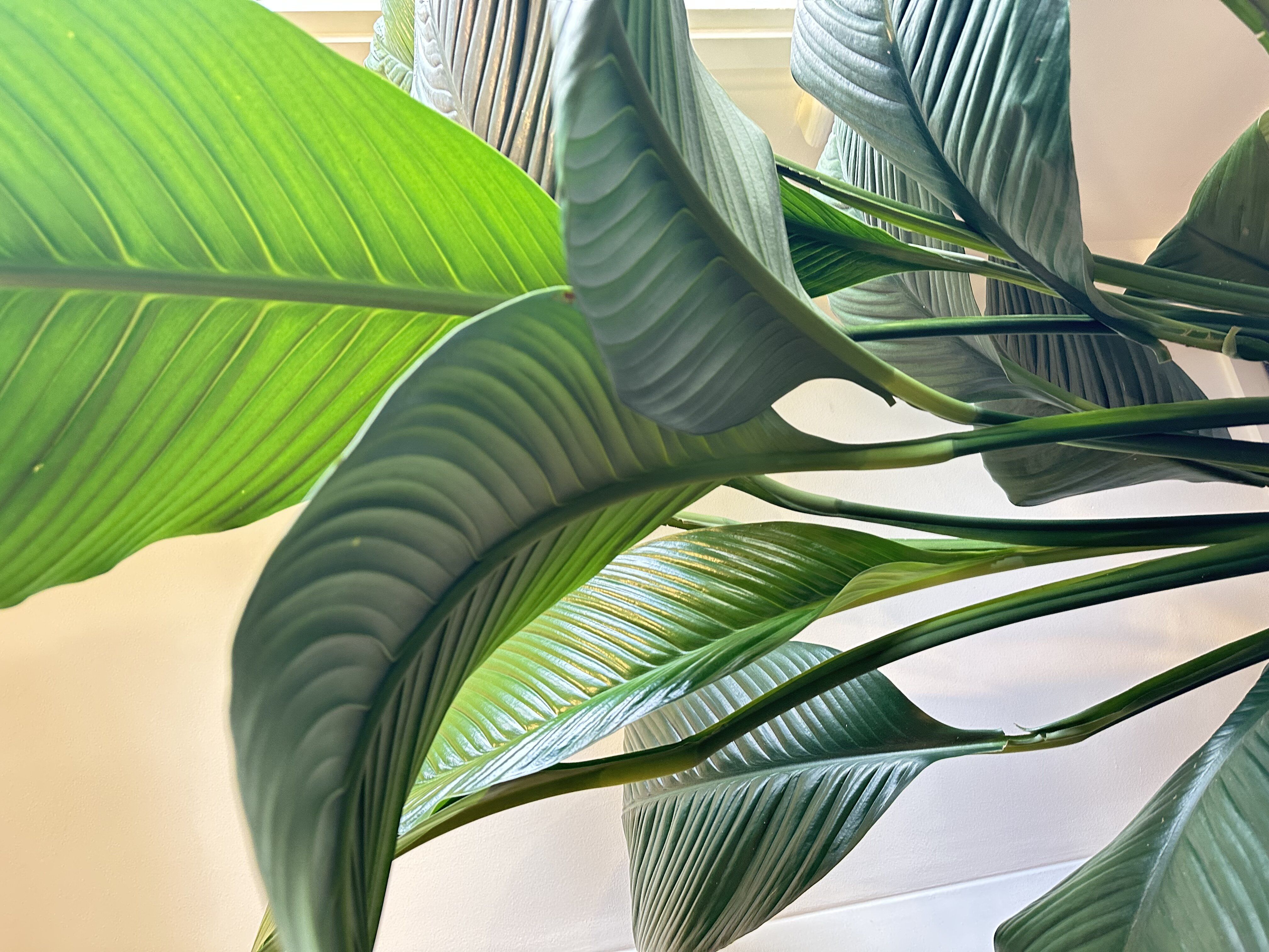 Why Are Regular Hygiene Appointments So Important?